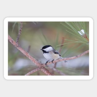 Algonquin Chickadee Sticker